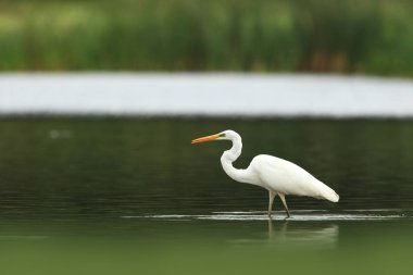 Ardea alba. Çek Cumhuriyeti vahşi doğası. Bahar bakışları. Avrupa'nın güzel doğa. Su koca kuş. Yeşil renk içinde belgili tanımlık fotoğraf. İyi atış.