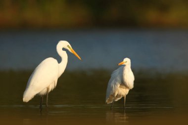 Ardea alba. Çek Cumhuriyeti vahşi doğası. Bahar bakışları. Avrupa'nın güzel doğa. Su koca kuş. Yeşil renk içinde belgili tanımlık fotoğraf. İyi atış.