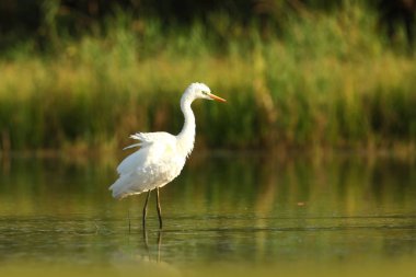 Ardea alba. Çek Cumhuriyeti vahşi doğası. Bahar bakışları. Avrupa'nın güzel doğa. Su koca kuş. Yeşil renk içinde belgili tanımlık fotoğraf. İyi atış.
