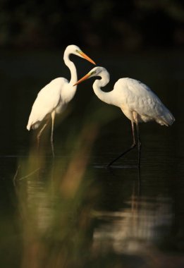 Ardea alba. Çek Cumhuriyeti vahşi doğası. Bahar bakışları. Avrupa'nın güzel doğa. Su koca kuş. Yeşil renk içinde belgili tanımlık fotoğraf. İyi atış.