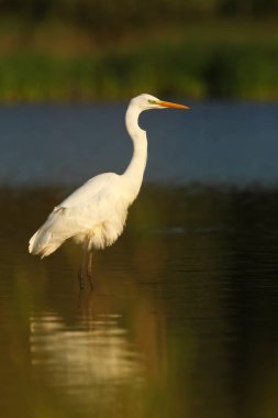 Ardea alba. Çek Cumhuriyeti vahşi doğası. Bahar bakışları. Avrupa'nın güzel doğa. Su koca kuş. Yeşil renk içinde belgili tanımlık fotoğraf. İyi atış.