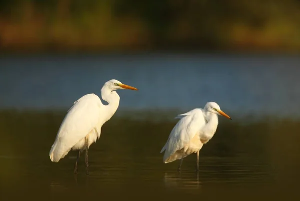 Ardea Alba Natureza Selvagem República Checa Olhos Primavera Bela Natureza — Fotografia de Stock