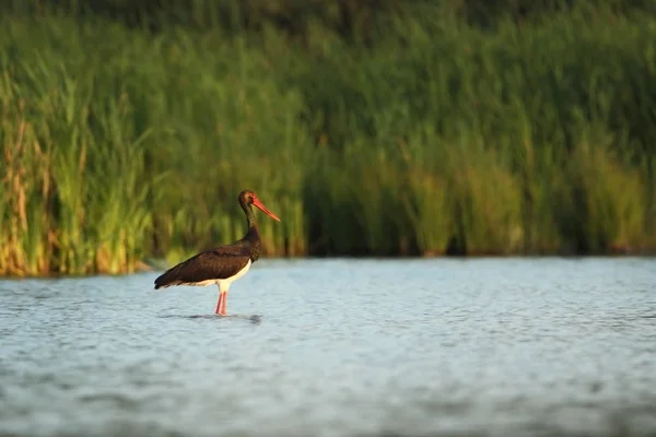 Ciconia Nigra Άγρια Φύση Της Τσεχικής Δημοκρατίας Άνοιξη Ματιές Όμορφη — Φωτογραφία Αρχείου