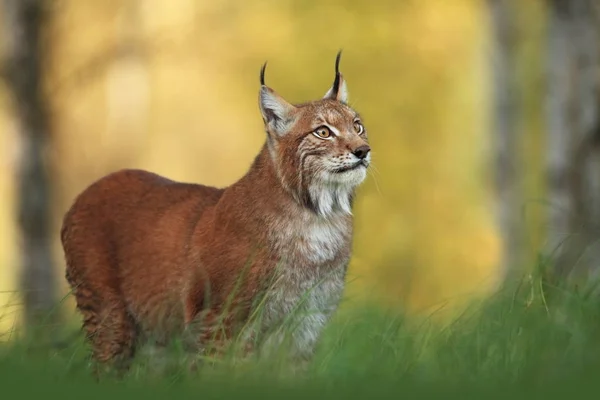 Natura Selvaggia Dell Europa Bella Natura Della Repubblica Ceca Foto — Foto Stock