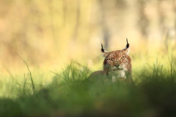 Natura Selvaggia Dell Europa Bella Natura Della Repubblica Ceca Foto — Foto Stock