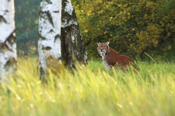 ヨーロッパの大自然 チェコの美しい自然写真は チェコ共和国で撮影されました ヨーロッパ全体では — ストック写真