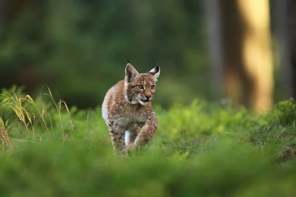 Natura Selvaggia Dell Europa Bella Natura Della Repubblica Ceca Foto — Foto Stock