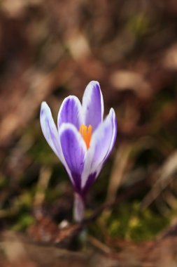 Crocus albiflorus. Ücretsiz doğa. Vahşi doğa Çek dili Doğadan bahar motif. Güzel resim. Bitki. Nadir türler.