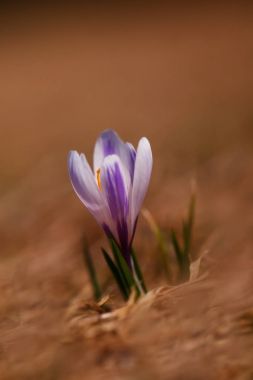Crocus albiflorus. Ücretsiz doğa. Vahşi doğa Çek dili Doğadan bahar motif. Güzel resim. Bitki. Nadir türler.