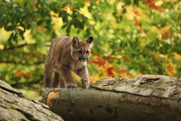 Cougar Maior Felino América Norte — Fotografia de Stock