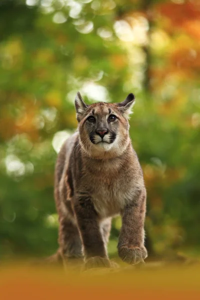 Cougar Largest Feline North America — Stock Photo, Image