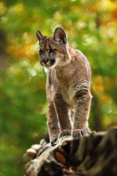 Cougar Észak Amerika Legnagyobb Macskaféle — Stock Fotó