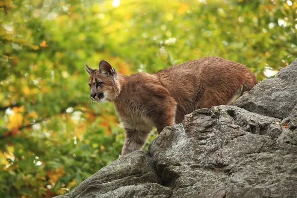 Cougar Maior Felino América Norte — Fotografia de Stock
