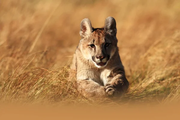 Cougar Largest Feline North America — Stock Photo, Image