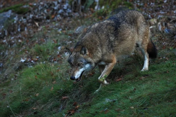 Canis lupus. Wolf in winter nature. Pictures from the National Park. Living all over Europe.