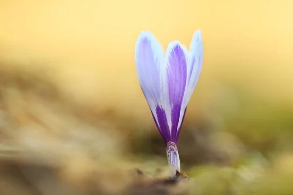 クロッカスの Albiflorus 自由な性質 チェコの大自然自然から春のモチーフ 美しい絵 希少種 — ストック写真