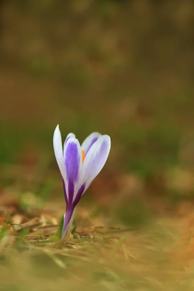 Crocus Albiflorus Free Nature Wild Nature Czech Spring Motif Nature — Stock Photo, Image