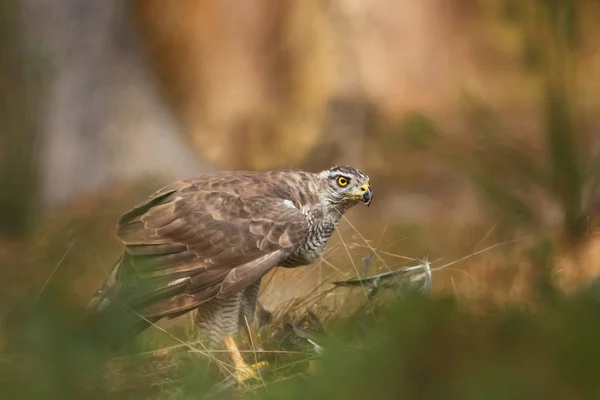 Bella Natura Della Repubblica Ceca Natura Selvaggia Foresta Accipitatore Gentilis — Foto Stock