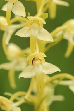 Salepgiller. Çek Cumhuriyeti vahşi doğası. Vahşi doğanın nadir bir bitki. Otların arasında bitki. Güzel resim. Bahar doğa.