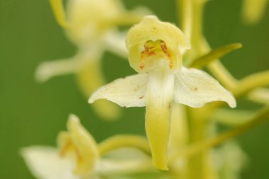 Salepgiller. Çek Cumhuriyeti vahşi doğası. Vahşi doğanın nadir bir bitki. Otların arasında bitki. Güzel resim. Bahar doğa.