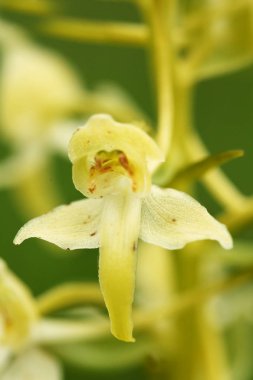 Salepgiller. Çek Cumhuriyeti vahşi doğası. Vahşi doğanın nadir bir bitki. Otların arasında bitki. Güzel resim. Bahar doğa.