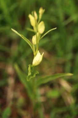 Salepgiller. Çek Cumhuriyeti vahşi doğası. Vahşi doğanın nadir bir bitki. Otların arasında bitki. Güzel resim. Bahar doğa.