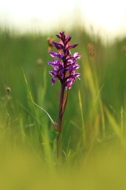Salepgiller. Çek Cumhuriyeti vahşi doğası. Vahşi doğanın nadir bir bitki. Otların arasında bitki. Güzel resim. Bahar doğa.