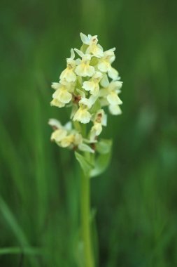 Salepgiller. Çek Cumhuriyeti vahşi doğası. Vahşi doğanın nadir bir bitki. Otların arasında bitki. Güzel resim. Bahar doğa.