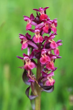 Salepgiller. Çek Cumhuriyeti vahşi doğası. Vahşi doğanın nadir bir bitki. Otların arasında bitki. Güzel resim. Bahar doğa.