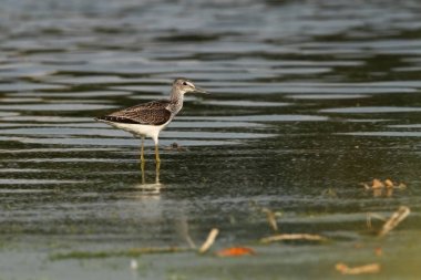 Charadrii. Vahşi doğa Çek dili Ücretsiz doğa. Su kuşu. Yaban hayatı fotoğraf. Kuş yaşam güzel bir resim.