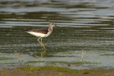Charadrii. Vahşi doğa Çek dili Ücretsiz doğa. Su kuşu. Yaban hayatı fotoğraf. Kuş yaşam güzel bir resim.