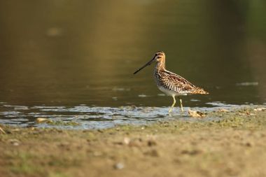 Charadrii. Vahşi doğa Çek dili Ücretsiz doğa. Su kuşu. Yaban hayatı fotoğraf. Kuş yaşam güzel bir resim.