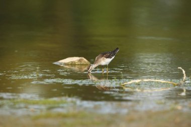 Charadrii. Vahşi doğa Çek dili Ücretsiz doğa. Su kuşu. Yaban hayatı fotoğraf. Kuş yaşam güzel bir resim.