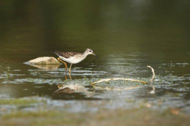Charadrii. Vahşi doğa Çek dili Ücretsiz doğa. Su kuşu. Yaban hayatı fotoğraf. Kuş yaşam güzel bir resim.