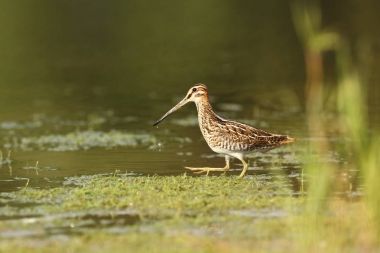 Charadrii. Vahşi doğa Çek dili Ücretsiz doğa. Su kuşu. Yaban hayatı fotoğraf. Kuş yaşam güzel bir resim.