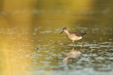 Charadrii. Vahşi doğa Çek dili Ücretsiz doğa. Su kuşu. Yaban hayatı fotoğraf. Kuş yaşam güzel bir resim.