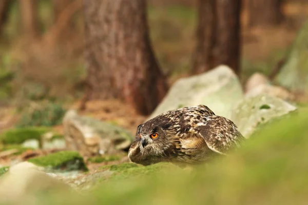 腹腹猫头鹰在野外 捷克的性质 捷克的秋天自然 猫头鹰几乎遍布欧洲 — 图库照片