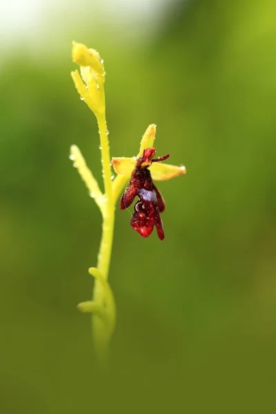 Orchidaceae Dzikiej Przyrody Republice Czeskiej Rzadkie Rośliny Dzikiej Przyrody Zakład — Zdjęcie stockowe
