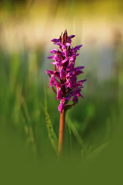 Orchidaceae Nature Sauvage République Tchèque Une Plante Rare Nature Sauvage — Photo