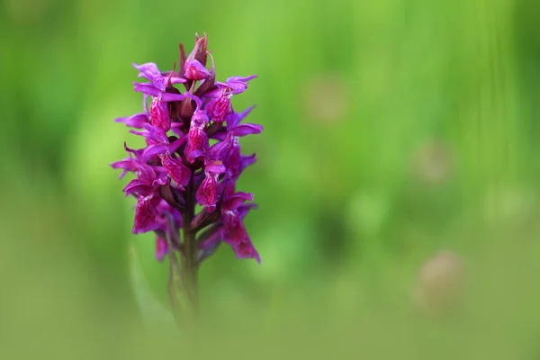 Orchidaceae Nature Sauvage République Tchèque Une Plante Rare Nature Sauvage — Photo