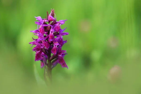 Orchidaceae Natura Selvaggia Della Repubblica Ceca Una Rara Pianta Natura — Foto Stock