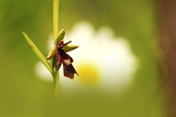 Orchidaceae Dzikiej Przyrody Republice Czeskiej Rzadkie Rośliny Dzikiej Przyrody Zakład — Zdjęcie stockowe