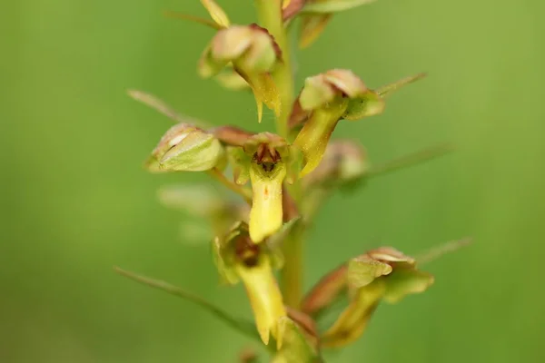 Orchidaceae Den Vilda Naturen Tjeckien Sällsynt Växt Vilda Naturen Plantera — Stockfoto