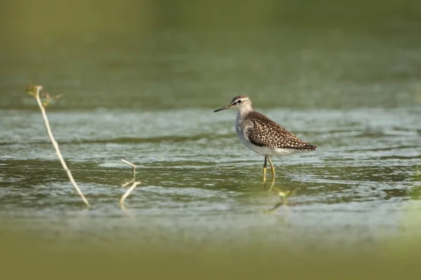 Charadrii Divoké Přírody Češtiny Volné Přírodě Pták Vodě Fotografie Krásný — Stock fotografie