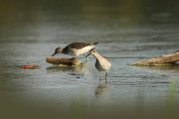 Charadrii Дикая Природа Чехии Свободная Природа Птица Воде Фотография Дикой — стоковое фото