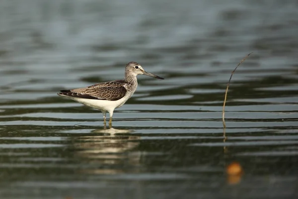 Charadrii Wilde Natuur Van Tsjechië Vrije Natuur Vogel Het Water — Stockfoto