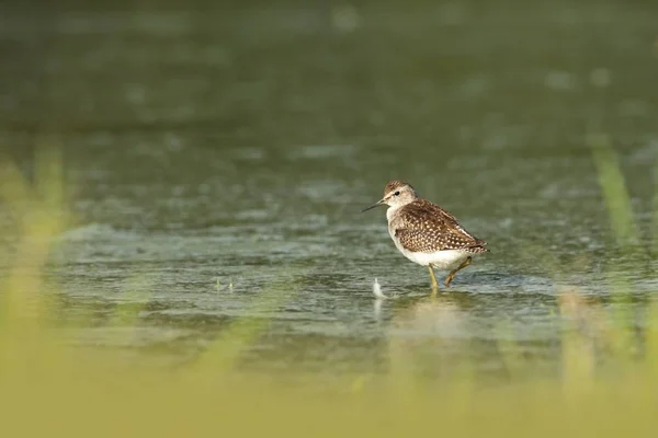 Charadrii Vad Természet Cseh Szabad Természet Madár Vízben Vadon Élő — Stock Fotó