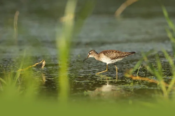 Charadrii Dziki Natura Czeski Bezpłatny Charakter Ptak Wodzie Przyrodnicza Piękny — Zdjęcie stockowe