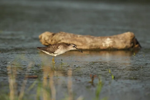 Charadrii Divoké Přírody Češtiny Volné Přírodě Pták Vodě Fotografie Krásný — Stock fotografie