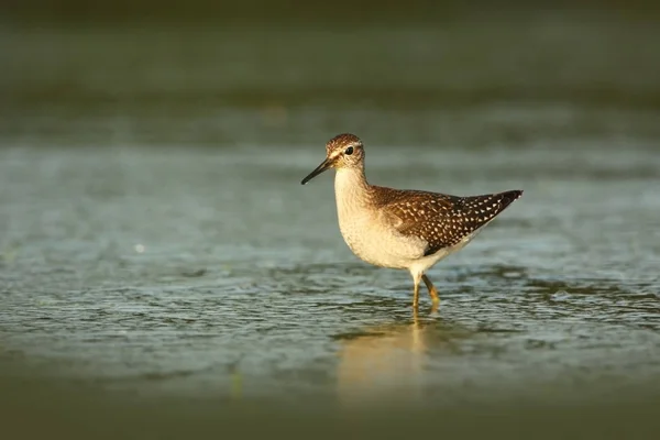 Charadrii Дикая Природа Чехии Свободная Природа Птица Воде Фотография Дикой — стоковое фото